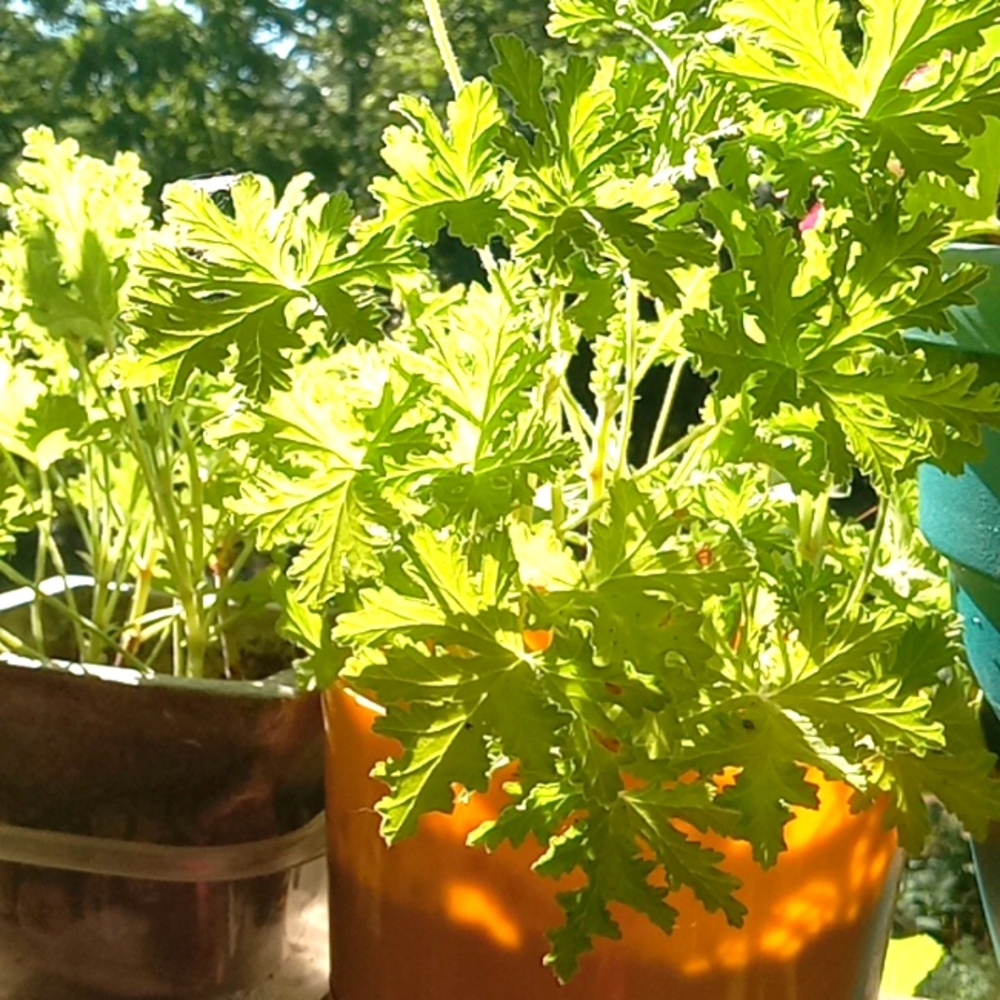 4 Vibrant green mosquito Plants starts,strong lemon aroma
